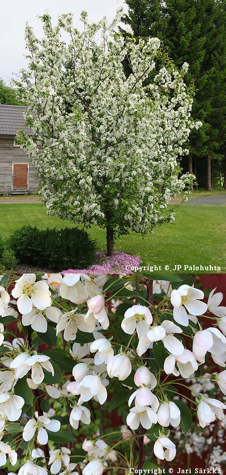 Malus baccata, marjaomenapuu